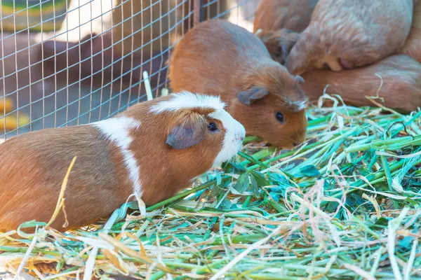 Guinea Pigs Peruvian Market — Stock Photo, Image