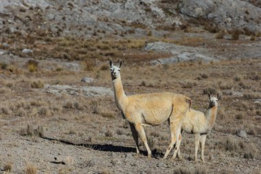 Bolivya 'nın uzak bölgelerindeki Lama