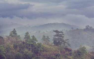 Sri Lanka dağlarında güzel yeşil doğal manzaralar