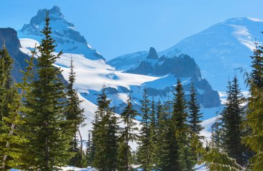 Mount Rainier national park, Washington in the early summer