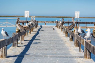 Deniz kıyısındaki pelikanlar