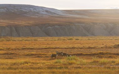 Norveç 'te yaz mevsiminde ren geyiği