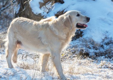 Güneşli bir günde golden retriever köpek açık havada.