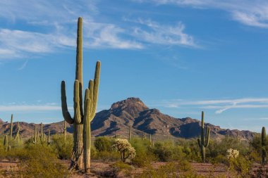 Saguaro Cactus in Organ Pipe National Monument, USA