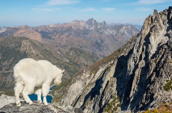 Wild Mountain Goat Cascade Mountains — Stock Photo, Image