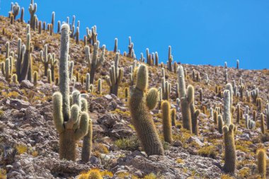 Incahuasi adasındaki büyük kaktüs, tuz düzlüğü Salar de Uyuni, Altiplano, Bolivya. Alışılmadık doğal manzara terk edilmiş güneş enerjisi Güney Amerika 'da seyahat ediyor.