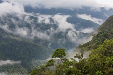 Güney Amerika, Bolivya 'daki güzel yeşil tropikal ormanda bitkiler