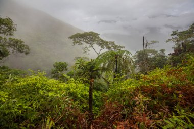 Güney Amerika, Bolivya 'daki güzel yeşil tropikal ormanda bitkiler