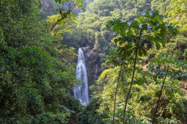 Ormanda güzel bir şelale, Bolivya, Güney Amerika