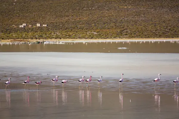 Flamenco Lago Del Altiplano Boliviano Naturaleza Naturaleza Naturaleza Naturaleza — Foto de Stock