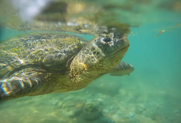 Giant Sea Turtle Underwater Ocean — Stock Photo, Image