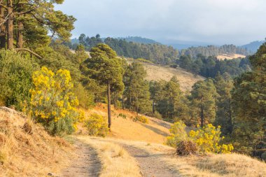 Yaz tepelerinde kırsal yol