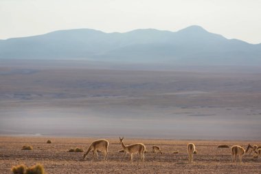 Bolivya, Güney Amerika 'da Vahşi Guanaco (Lama Guanicoe)