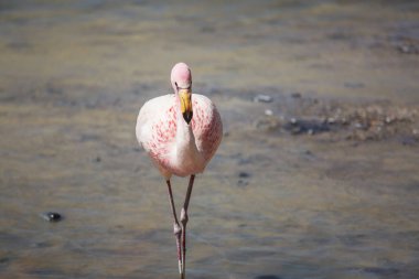 Bolivya Altiplano Gölü 'nde flamingo. Vahşi doğa.