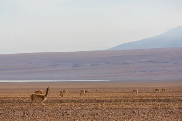 Flamingos Lake Bolivian Altiplano Wildlife Nature Wilderness — Stock Photo, Image