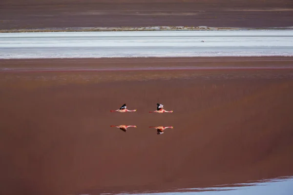 Flamingos See Des Bolivianischen Altiplano — Stockfoto