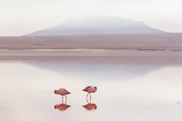 Flamingos Lago Altiplano Boliviano Natureza Natureza Selvagem — Fotografia de Stock