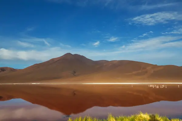 Det Surrealistiska Landskapet Sydamerika Färgglada Laguna Colorada Platån Altiplano Bolivia — Stockfoto