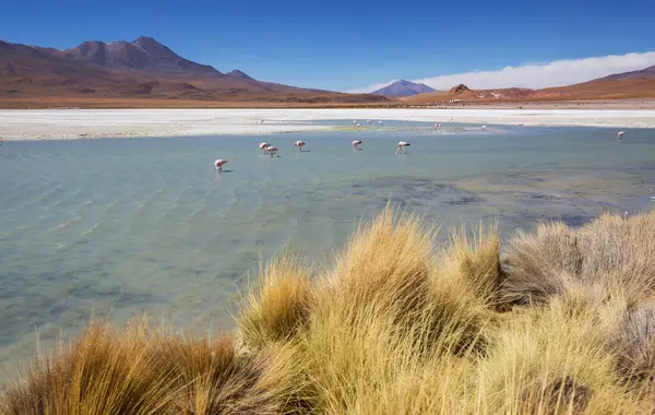 Flamingo See Des Bolivianischen Altiplano — Stockfoto