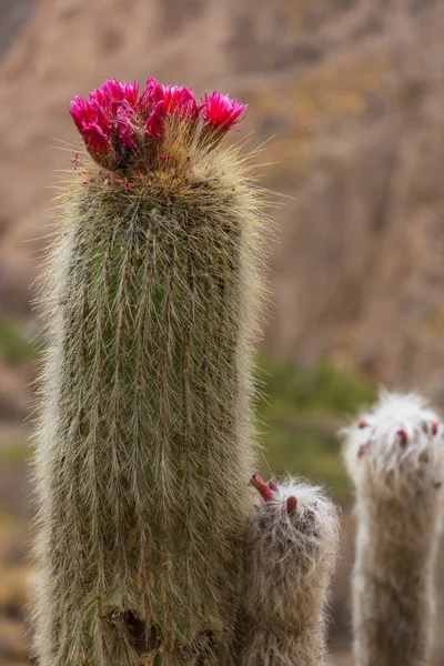 Fiori Rossi Cactus Nelle Ande — Foto Stock