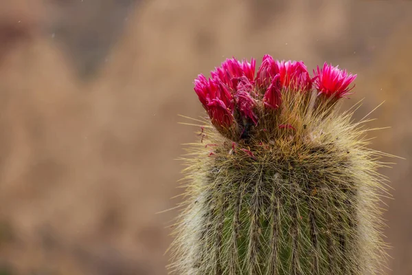 Fiori Rossi Cactus Nelle Ande — Foto Stock