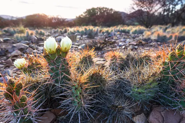 Cactus Rode Bloemen Andes — Stockfoto
