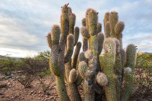 Cactus Field Mountains Sunrise Bolivia South America — Stock Photo, Image
