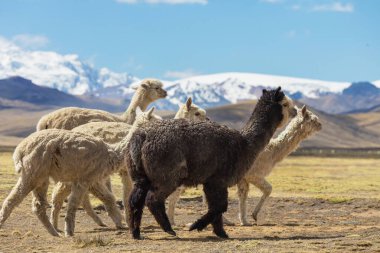 And Dağları, Bolivya, Güney Amerika 'da şirin alpaka