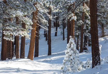 Kış mevsiminde karla kaplı orman manzarası. Noel arkaplanı için iyi.