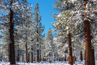 Kış mevsiminde karla kaplı orman manzarası. Noel arkaplanı için iyi.