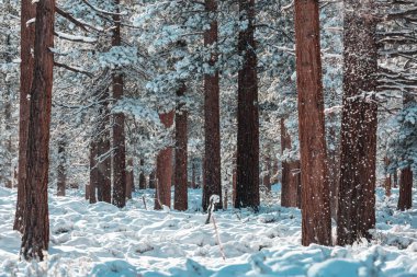 Kış mevsiminde karla kaplı orman manzarası. Noel arkaplanı için iyi.