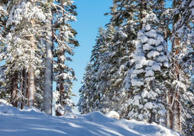 Kış mevsiminde karla kaplı orman manzarası. Noel arkaplanı için iyi.