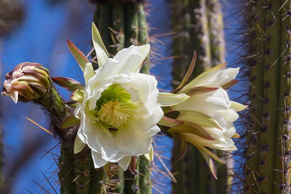 Bloeiende Cactus Close Bolivia — Stockfoto