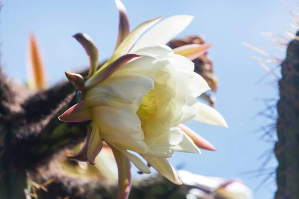 Cactus Fleurs Près Bolivie — Photo