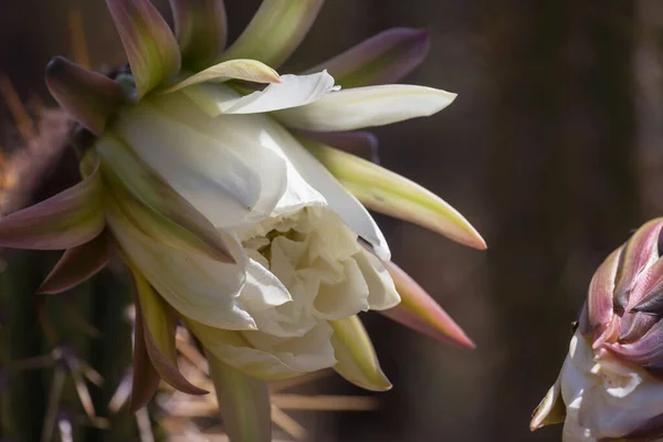 Bloeiende Cactus Close Bolivia — Stockfoto