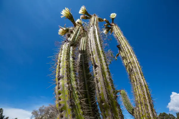 Cactus Florecientes Cerca Bolivia — Foto de Stock