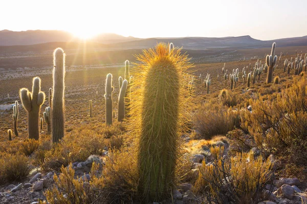 Campo Cactus Una Montaña Amanecer Bolivia América Del Sur — Foto de Stock