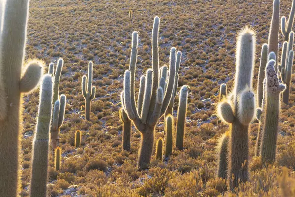 Campo Cactus Una Montaña Amanecer Bolivia América Del Sur — Foto de Stock