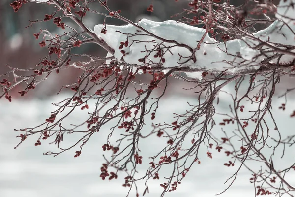 Pintoresco Bosque Cubierto Nieve Invierno — Foto de Stock