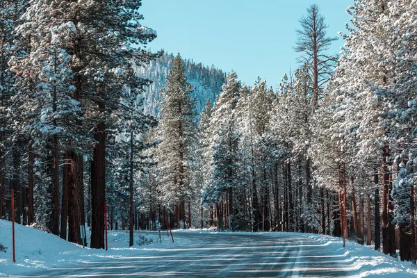 Rural Road Winter Season Beautiful Winter Forest — Stock Photo, Image