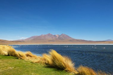 Bolivya Altiplano Gölü 'nde flamingo. Vahşi doğa.