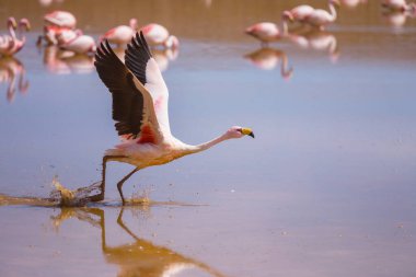 Bolivya Altiplano Gölü 'nde flamingo. Vahşi doğa.