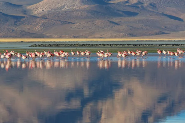 Flamingo Στη Λίμνη Της Βολιβίας Άγρια Φύση Altiplano Άγρια Φύση — Φωτογραφία Αρχείου