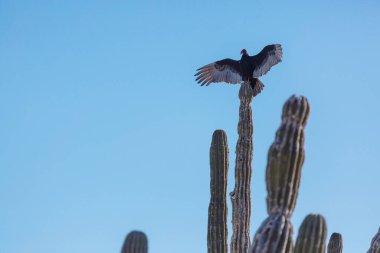 Hindi akbabalar kaktüsün üzerinde oturur ve kanatlarını güneşte kuruturlar. Baja California, Meksika