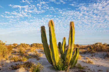 Meksika, Baja California 'daki Kaktüs tarlaları