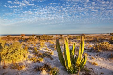 Meksika, Baja California 'daki Kaktüs tarlaları