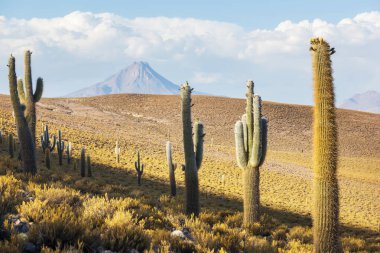 Gün doğumunda bir dağda kaktüs ormanı, Şili, Güney Amerika