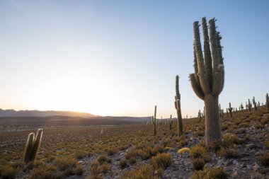 Gün doğumunda bir dağda kaktüs ormanı, Şili, Güney Amerika