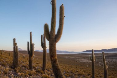 Gün doğumunda bir dağda kaktüs ormanı, Şili, Güney Amerika