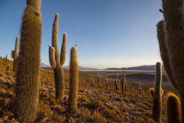 Gün doğumunda bir dağda kaktüs ormanı, Şili, Güney Amerika